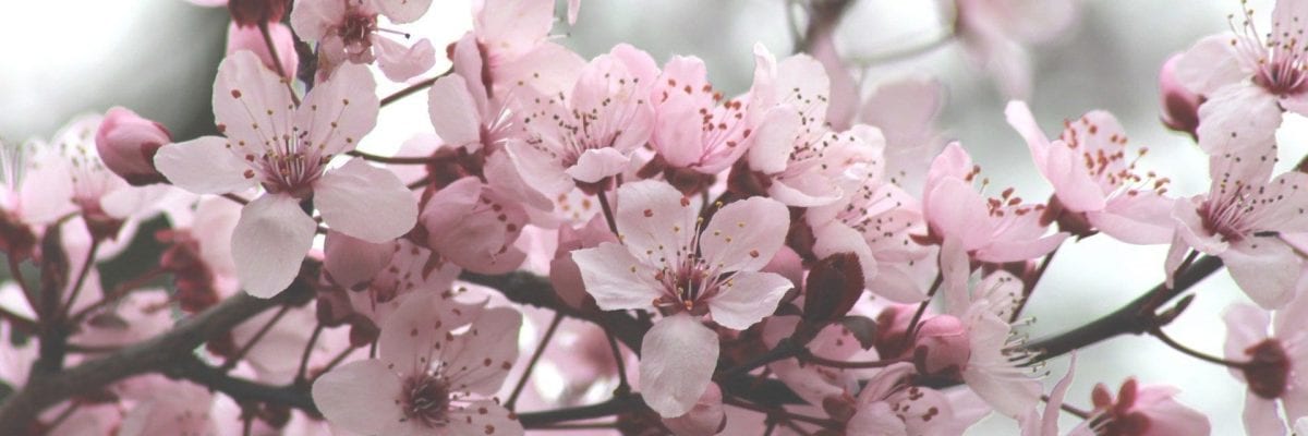 cherry-blossoms-4846635_1920 cherry-blossoms-4846635_1920